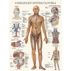 Lymfatický systém člověka